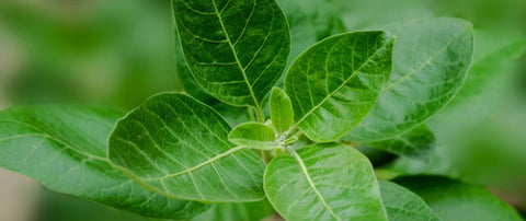 Ashwagandha and sleep quality: What’s behind It?