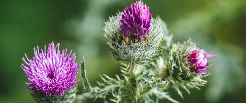 Superfood Mariendistel