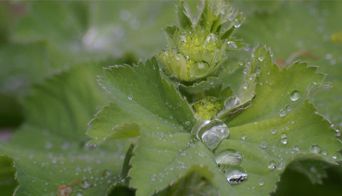 Lady's Mantle - the Perfect Remedy for Menstrual Cycle Problems